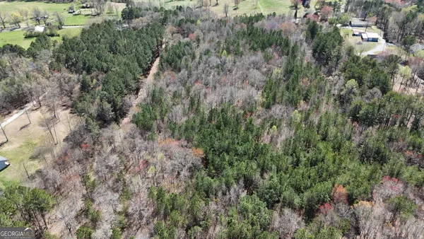 a view of a forest with a tree