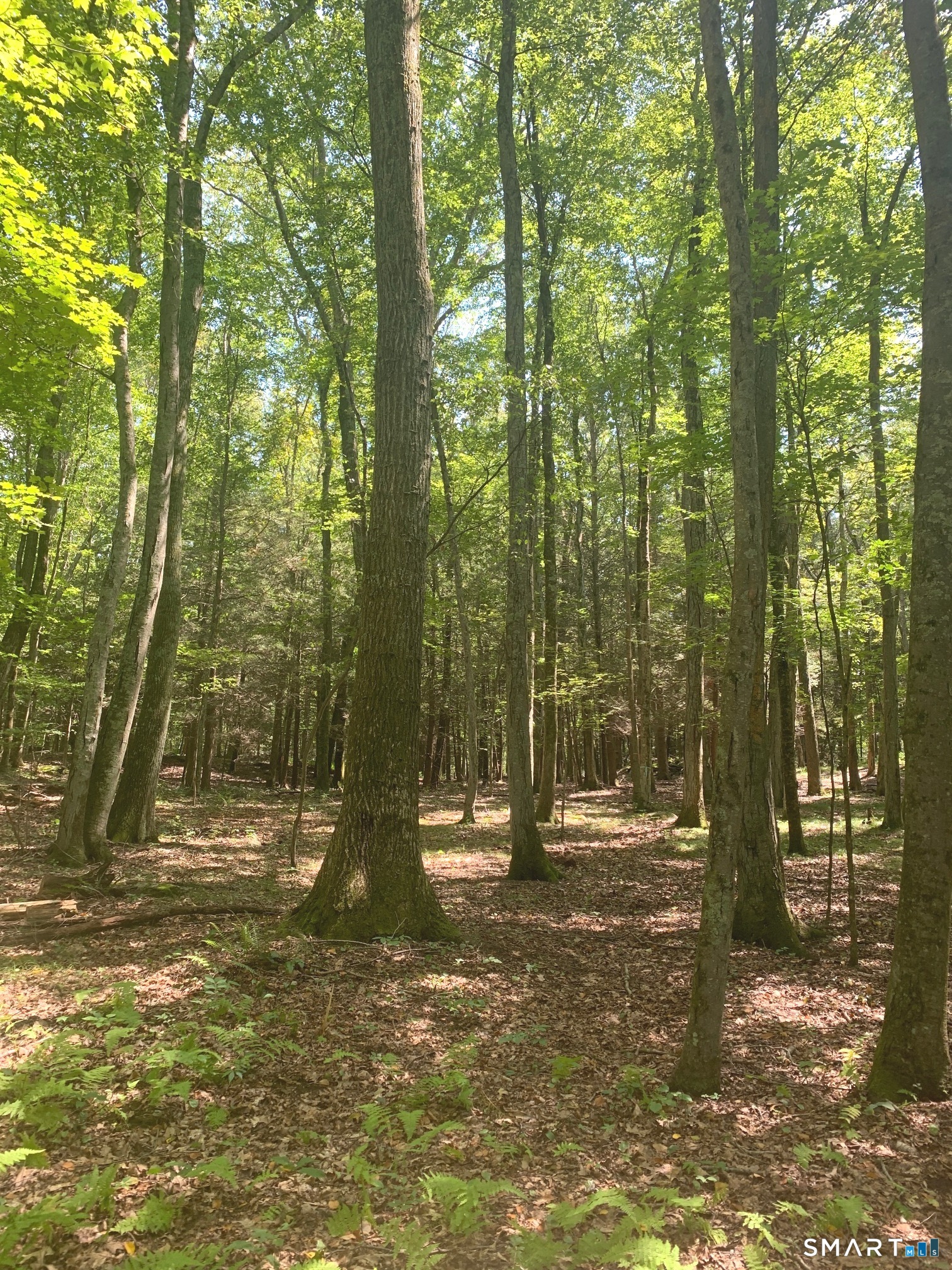 Lot 1 West Chalybes Road Roxbury, CT 06783 - Photo 3 of 5 a view of outdoor space and trees
