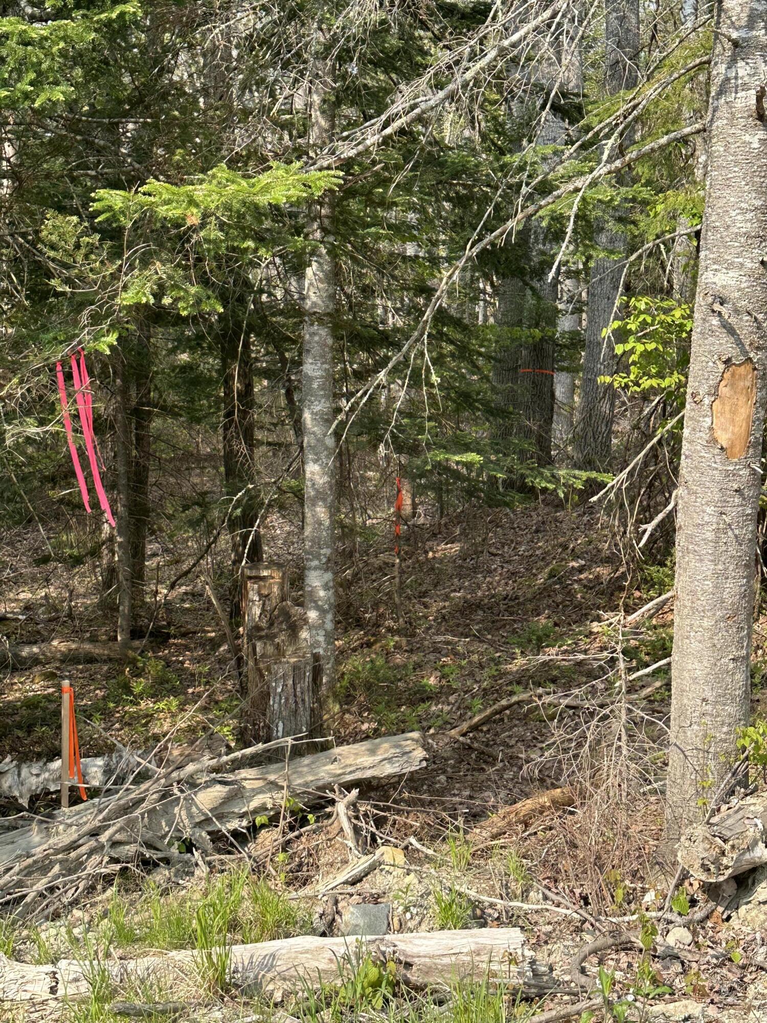 Tbd Cates Road Harrington, ME 04643 - Photo 2 of 8 IMG_6949