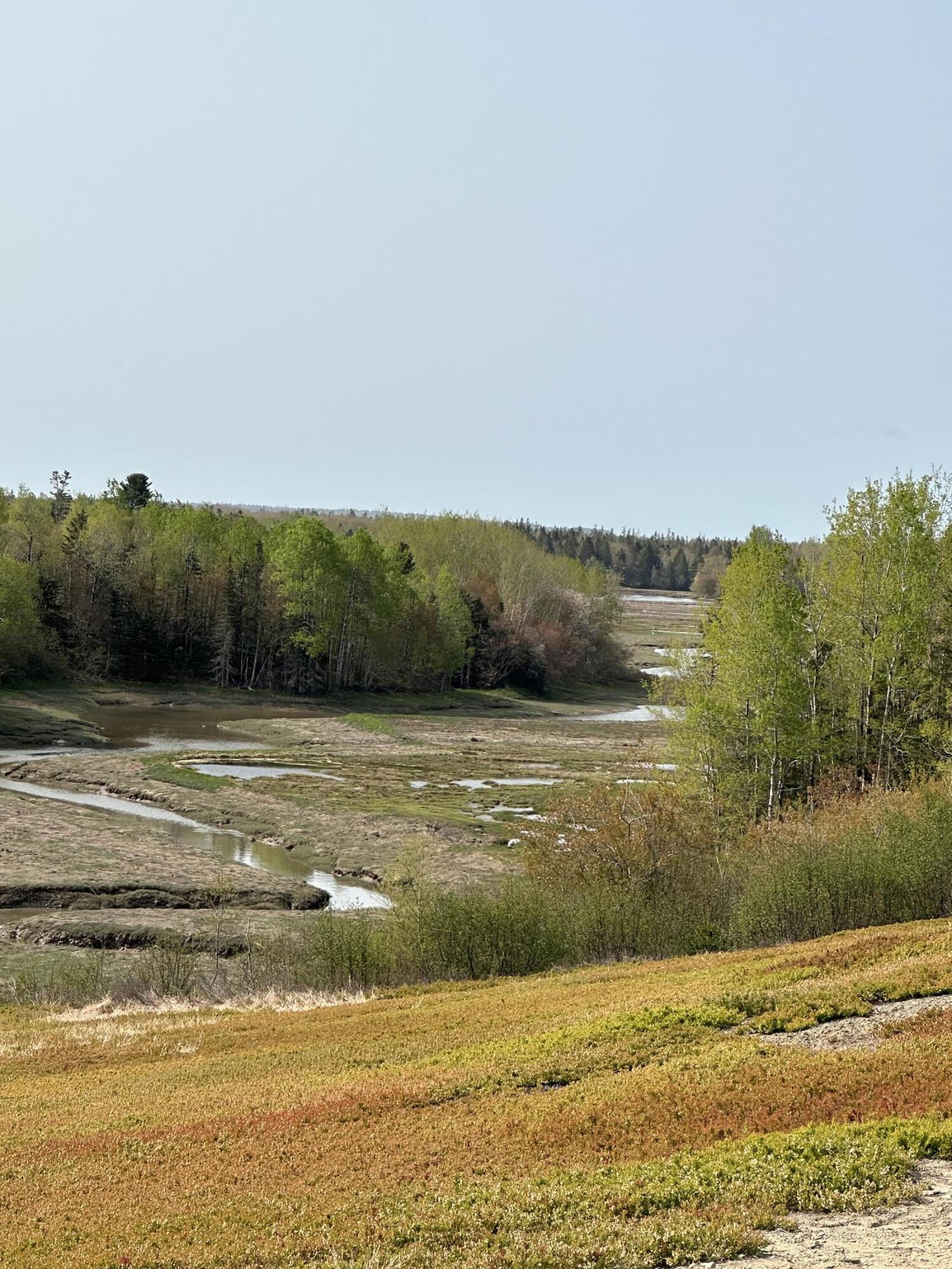 Tbd Cates Road Harrington, ME 04643 - Photo 3 of 8 IMG_6950