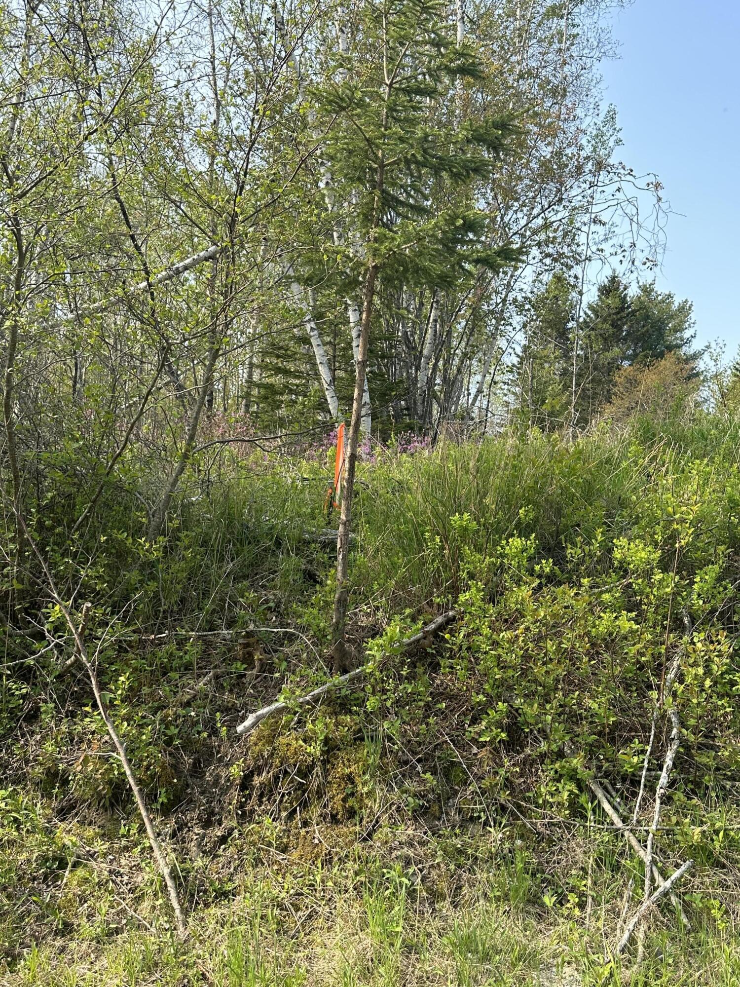 Tbd Cates Road Harrington, ME 04643 - Photo 7 of 8 IMG_6954