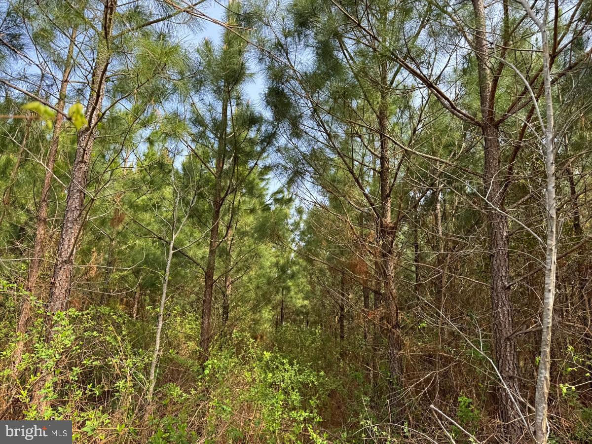 0 Belfield Road Freeman, VA 23856 - Photo 16 of 18