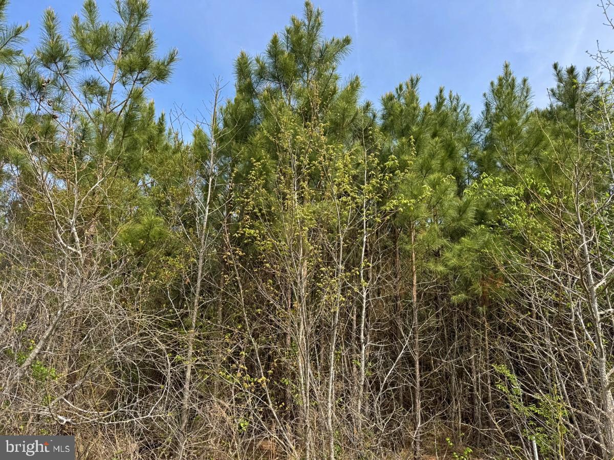 0 Belfield Road Freeman, VA 23856 - Photo 17 of 18