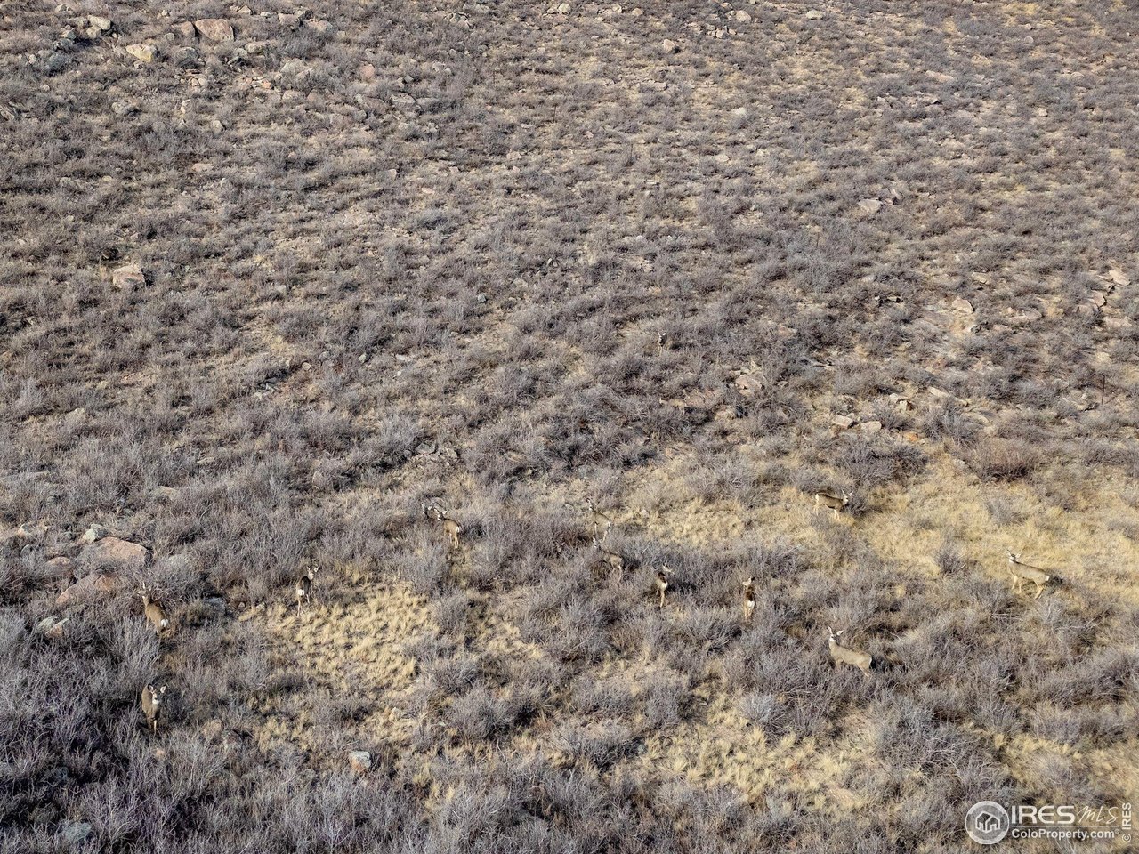 7805 Arapahoe Valley Road Laporte, CO 80535 - Photo 30 of 30 a close up of a plant