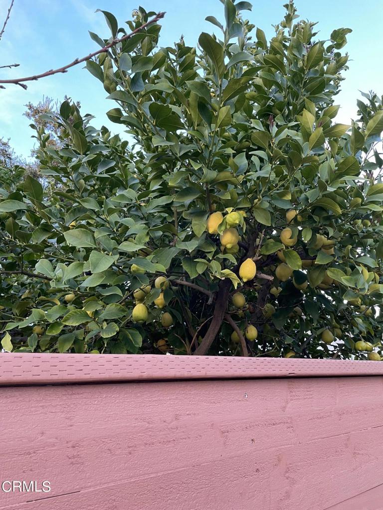 211 Fox Street Ojai, CA 93023 - Photo 15 of 33 a view of a tree with plants