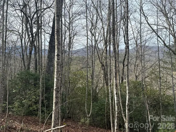 a view of a forest with a trees
