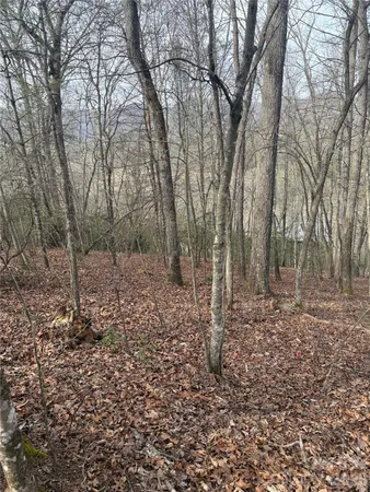 a view of a forest with lots of trees