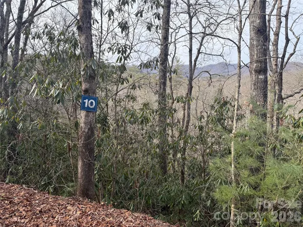 a view of a forest with trees in the background