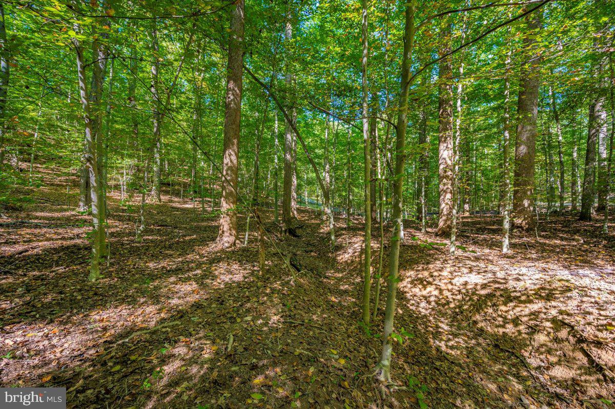 Jesse Smith Rd Mount Mount Airy, MD 21771 - Photo 13 of 52 a view of a forest with trees