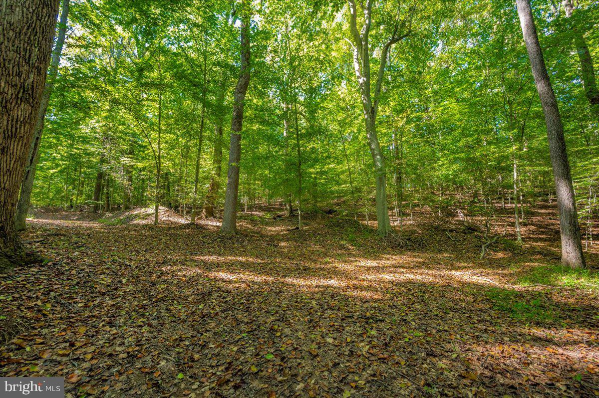 Jesse Smith Rd Mount Mount Airy, MD 21771 - Photo 14 of 52 a view of a yard with a tree