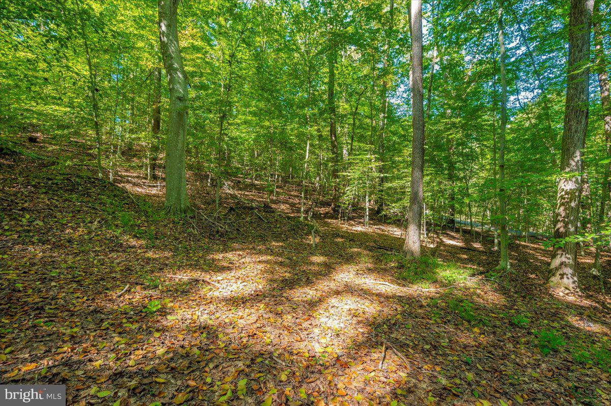 Jesse Smith Rd Mount Mount Airy, MD 21771 - Photo 16 of 52 a view of yard