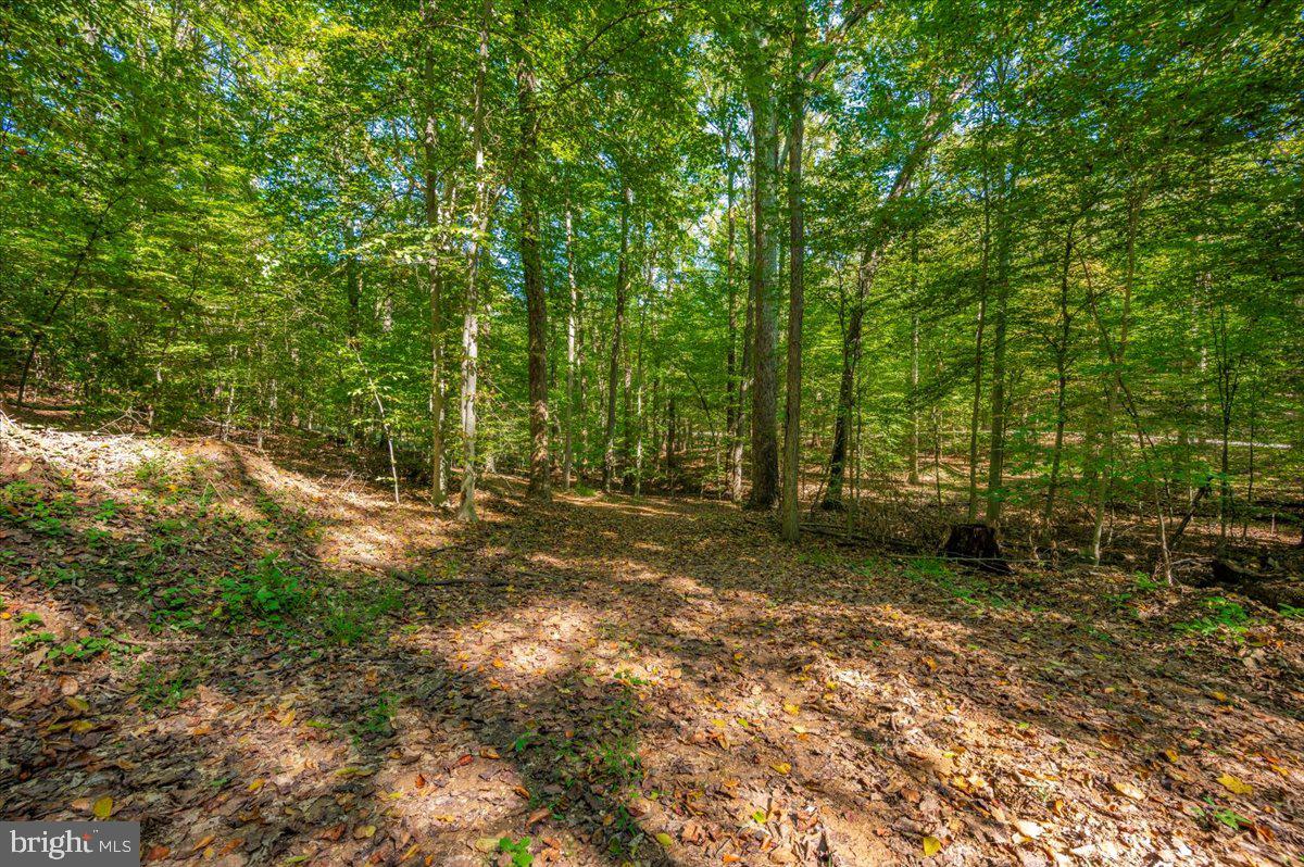 Jesse Smith Rd Mount Mount Airy, MD 21771 - Photo 20 of 52 a view of a forest filled with trees