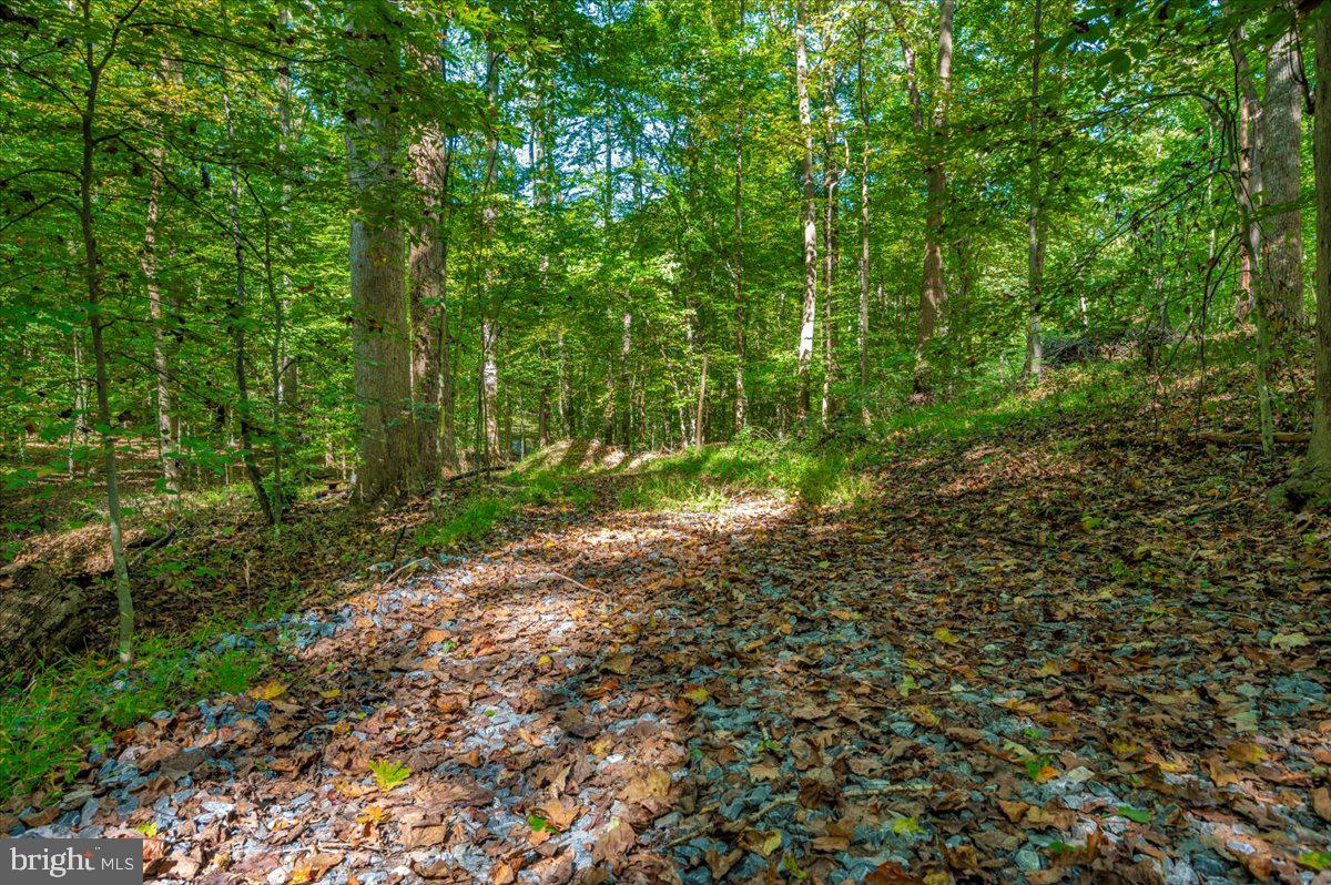 Jesse Smith Rd Mount Mount Airy, MD 21771 - Photo 2 of 52 a view of a yard with plants and a tree
