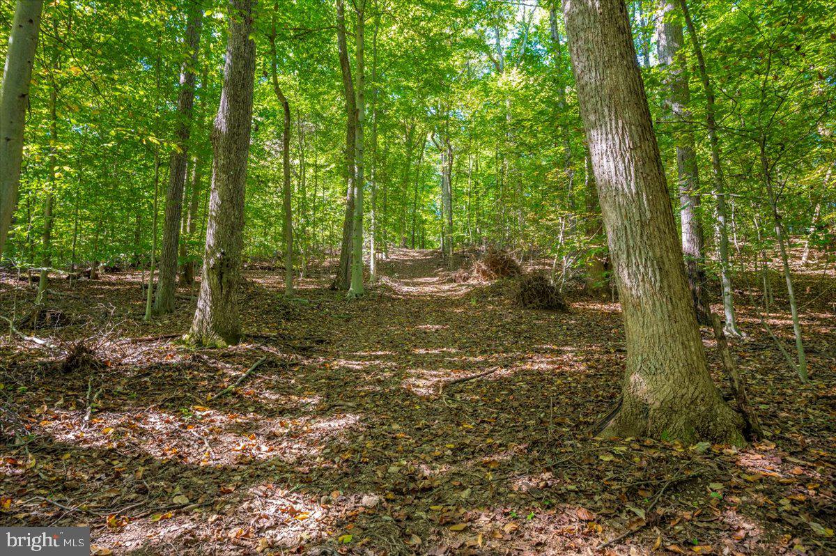 Jesse Smith Rd Mount Mount Airy, MD 21771 - Photo 22 of 52 a backyard of a house with lots of green space