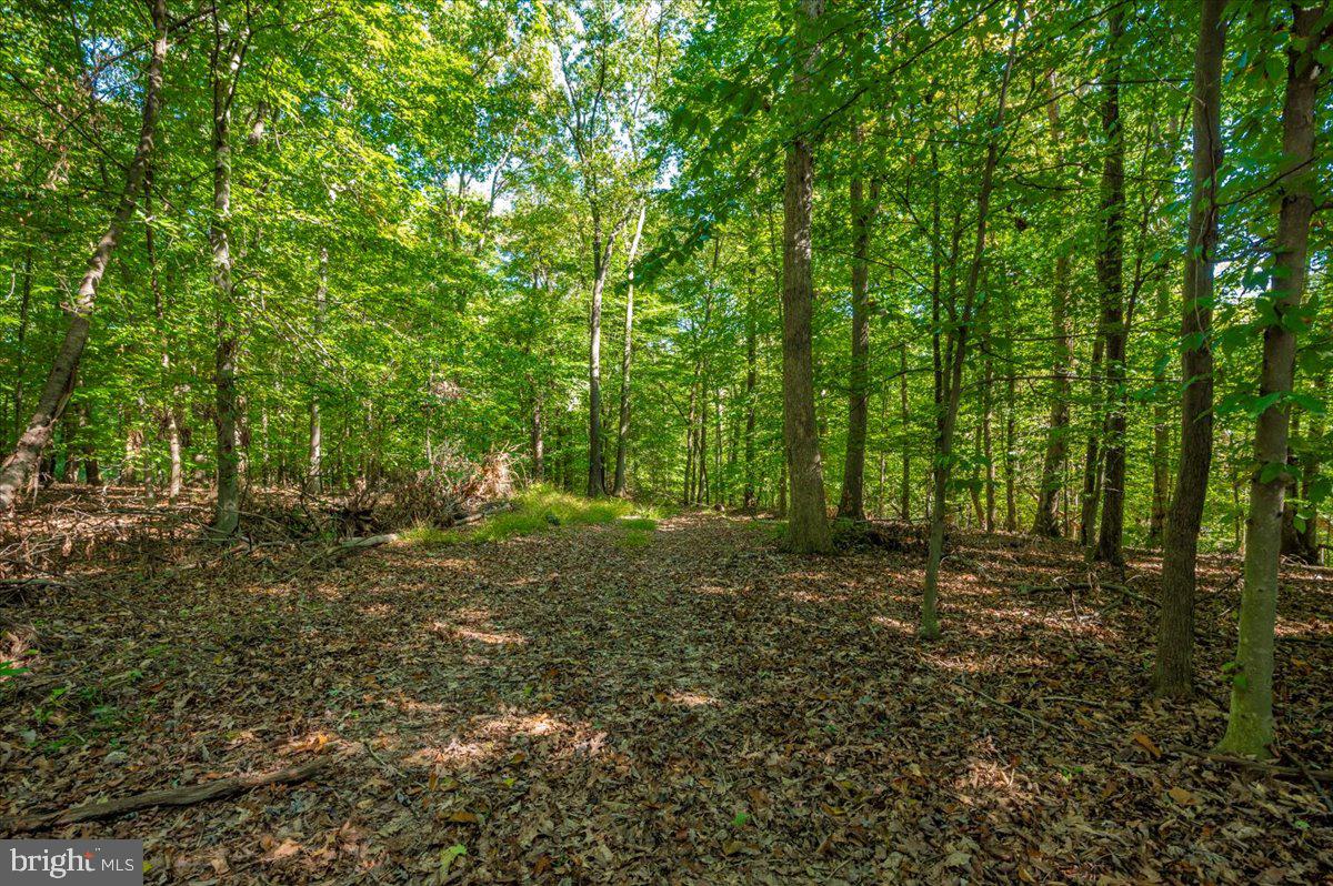 Jesse Smith Rd Mount Mount Airy, MD 21771 - Photo 28 of 52 a big yard with lots of green space and trees