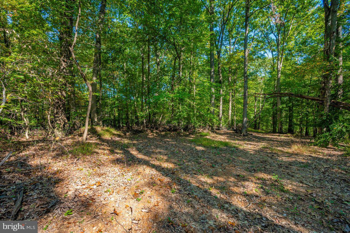 Jesse Smith Rd Mount Mount Airy, MD 21771 - Photo 33 of 52 a view of a forest with trees