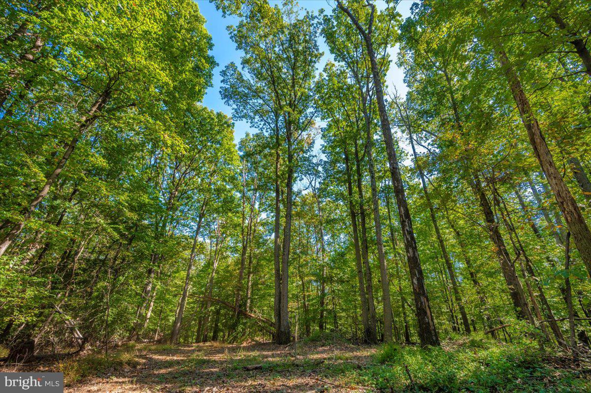 Jesse Smith Rd Mount Mount Airy, MD 21771 - Photo 38 of 52 a view of outdoor space and trees