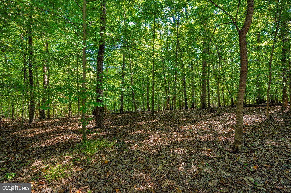 Jesse Smith Rd Mount Mount Airy, MD 21771 - Photo 39 of 52 a view of outdoor space with trees
