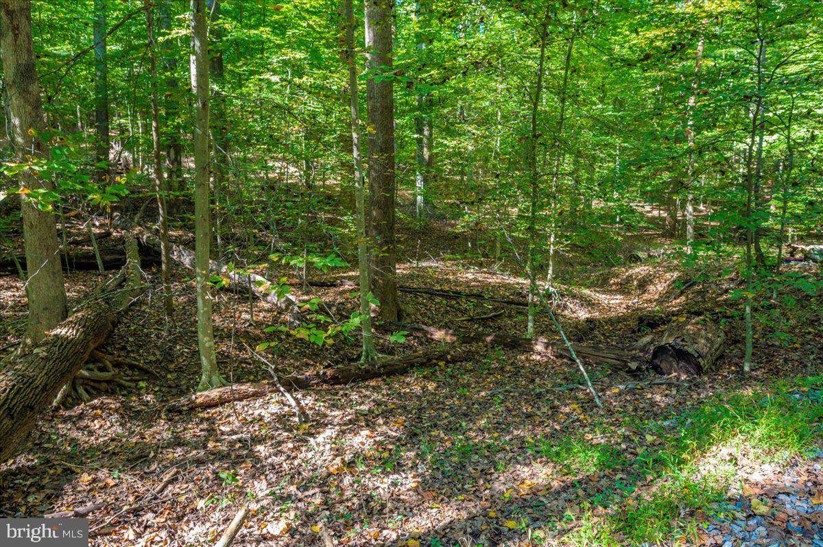 Jesse Smith Rd Mount Mount Airy, MD 21771 - Photo 5 of 52 a view of forest
