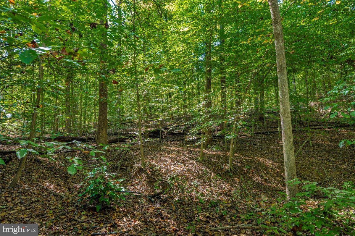 Jesse Smith Rd Mount Mount Airy, MD 21771 - Photo 8 of 52 a view of a forest with a tree