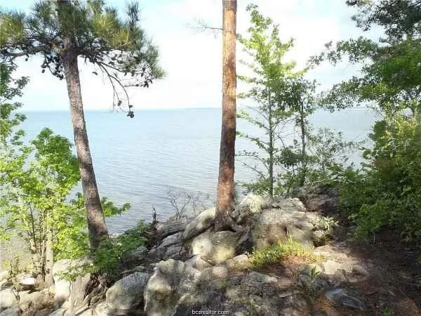 a view of a tree with a yard