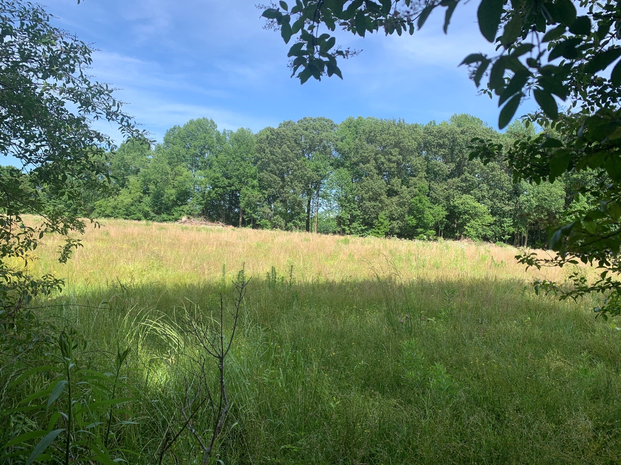 0 Elliot Road Ardmore, TN 38449 - Photo 8 of 8 a view of a yard with a tree