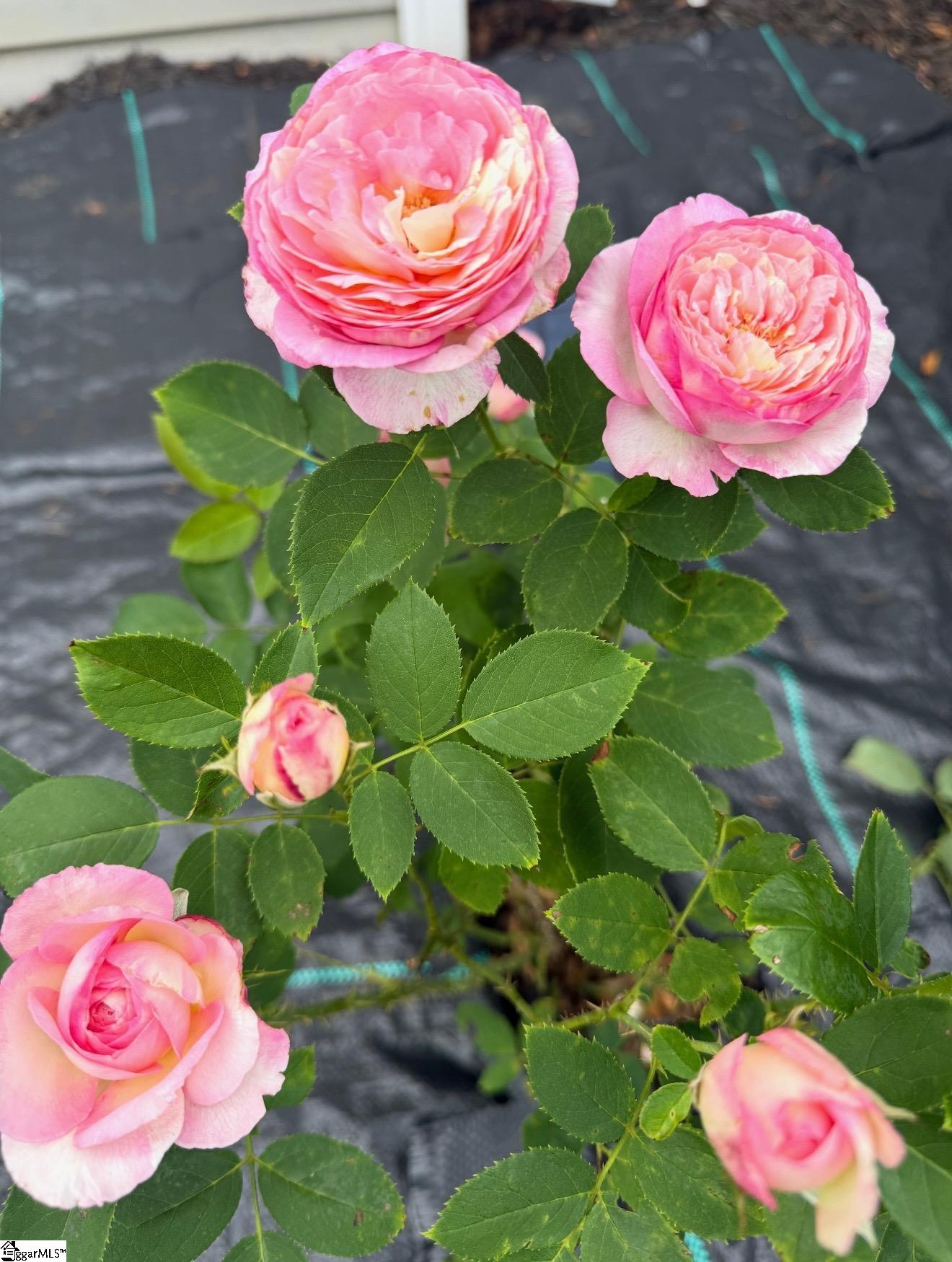 5 Rivereen Way Simpsonville, SC 29680 - Photo 25 of 32