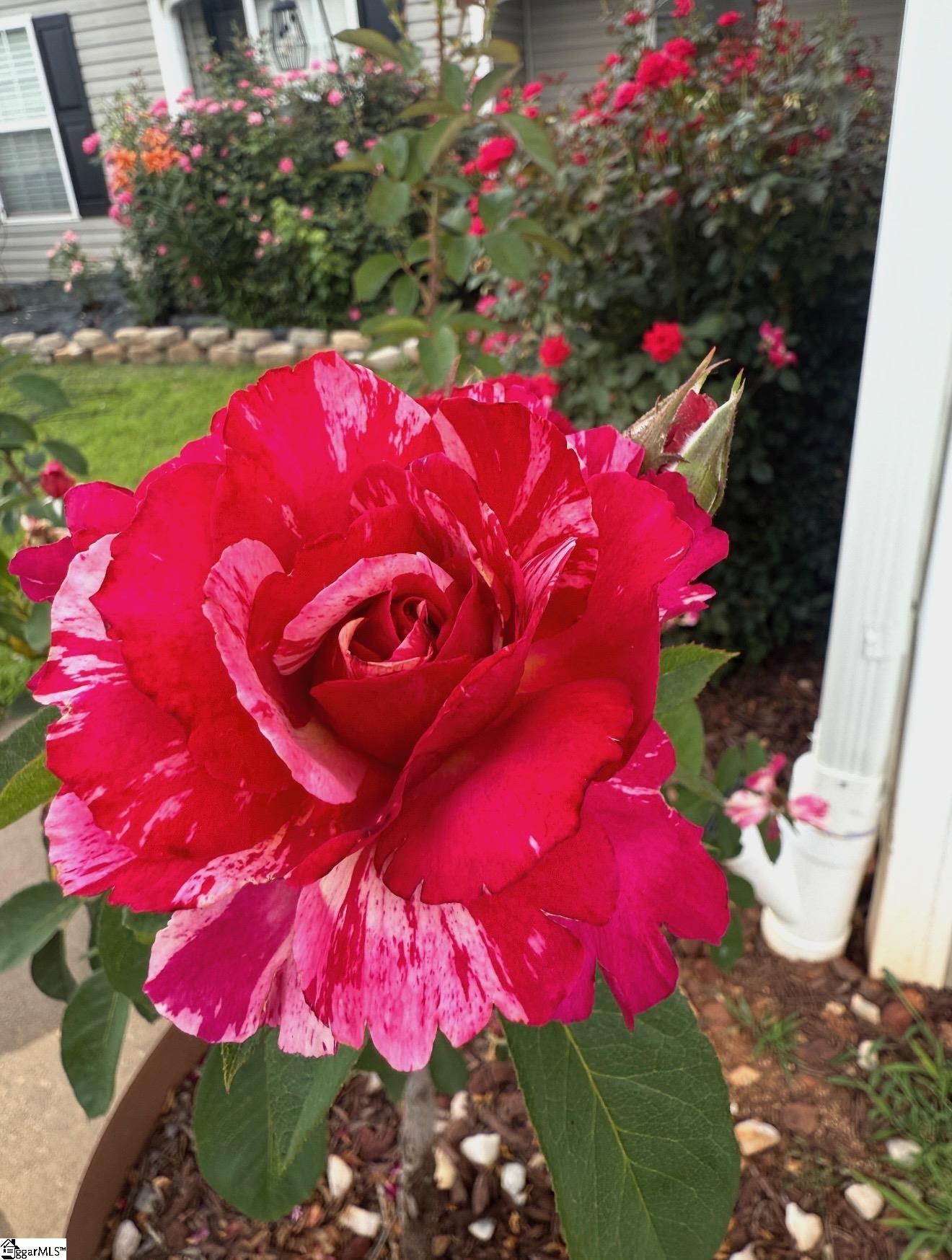 5 Rivereen Way Simpsonville, SC 29680 - Photo 29 of 37