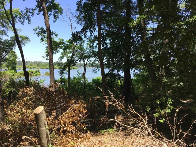 a view of a tree with a tree