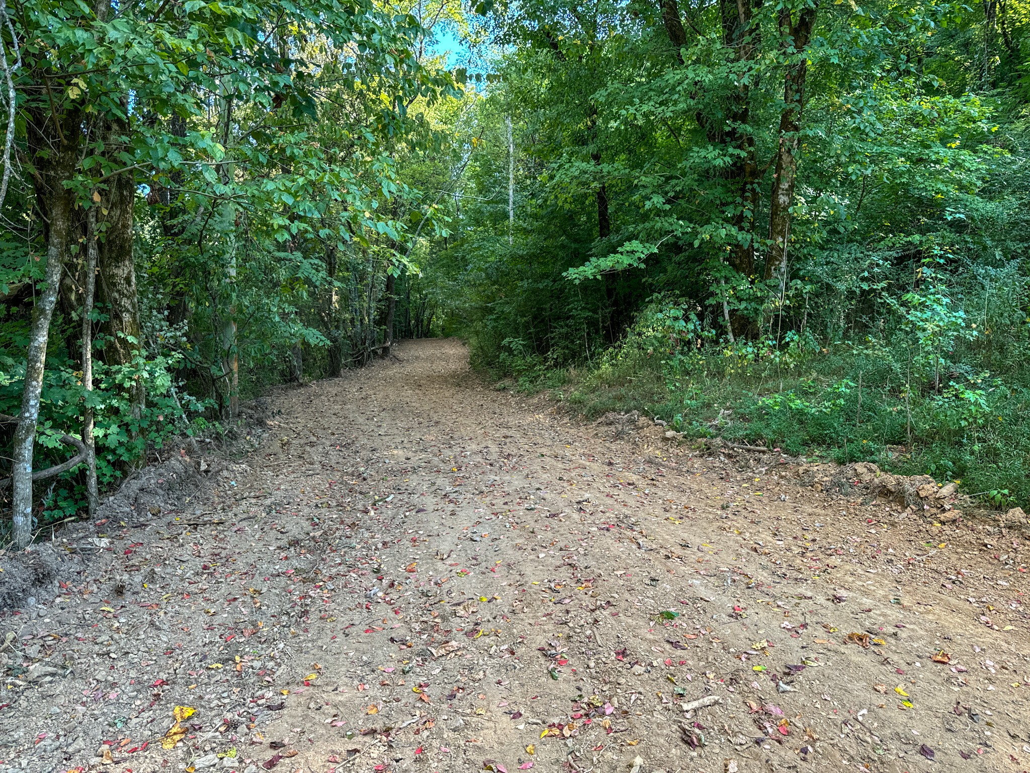 944 Shoal Bluff Road Minor Hill, TN 38473 - Photo 17 of 55 a view of a yard with plants and a tree