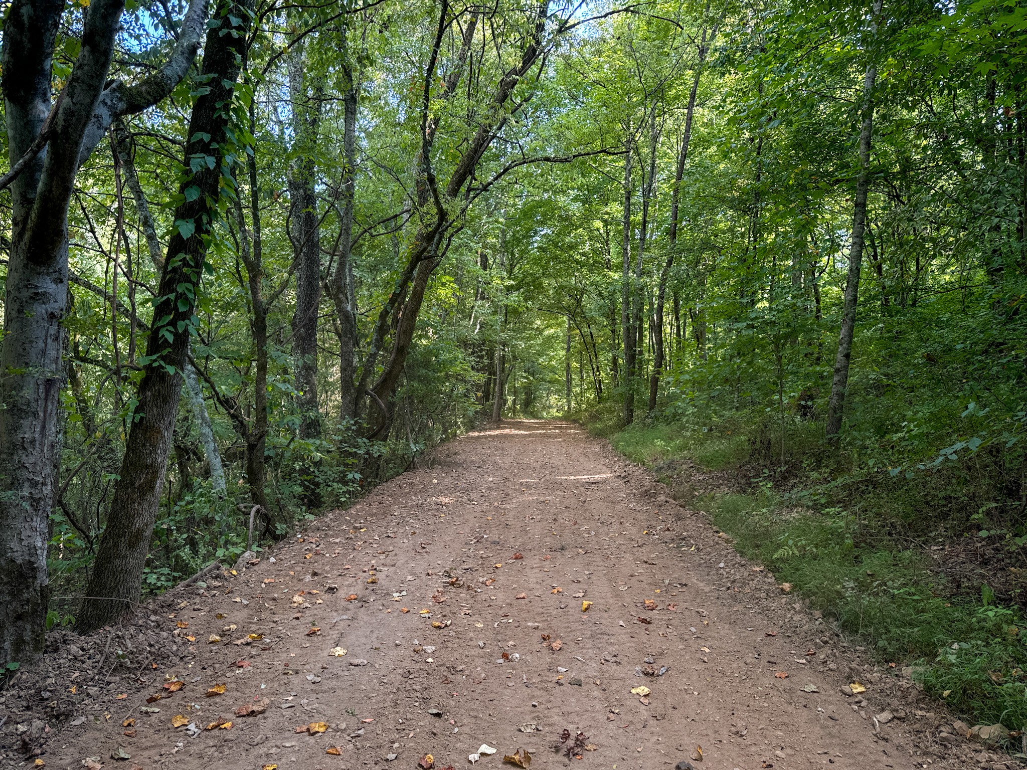 944 Shoal Bluff Road Minor Hill, TN 38473 - Photo 18 of 55 a view of a forest with trees in front of it