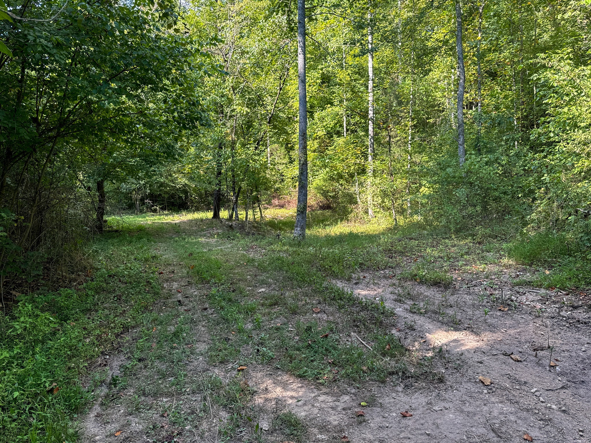 944 Shoal Bluff Road Minor Hill, TN 38473 - Photo 19 of 55 a view of a forest with trees
