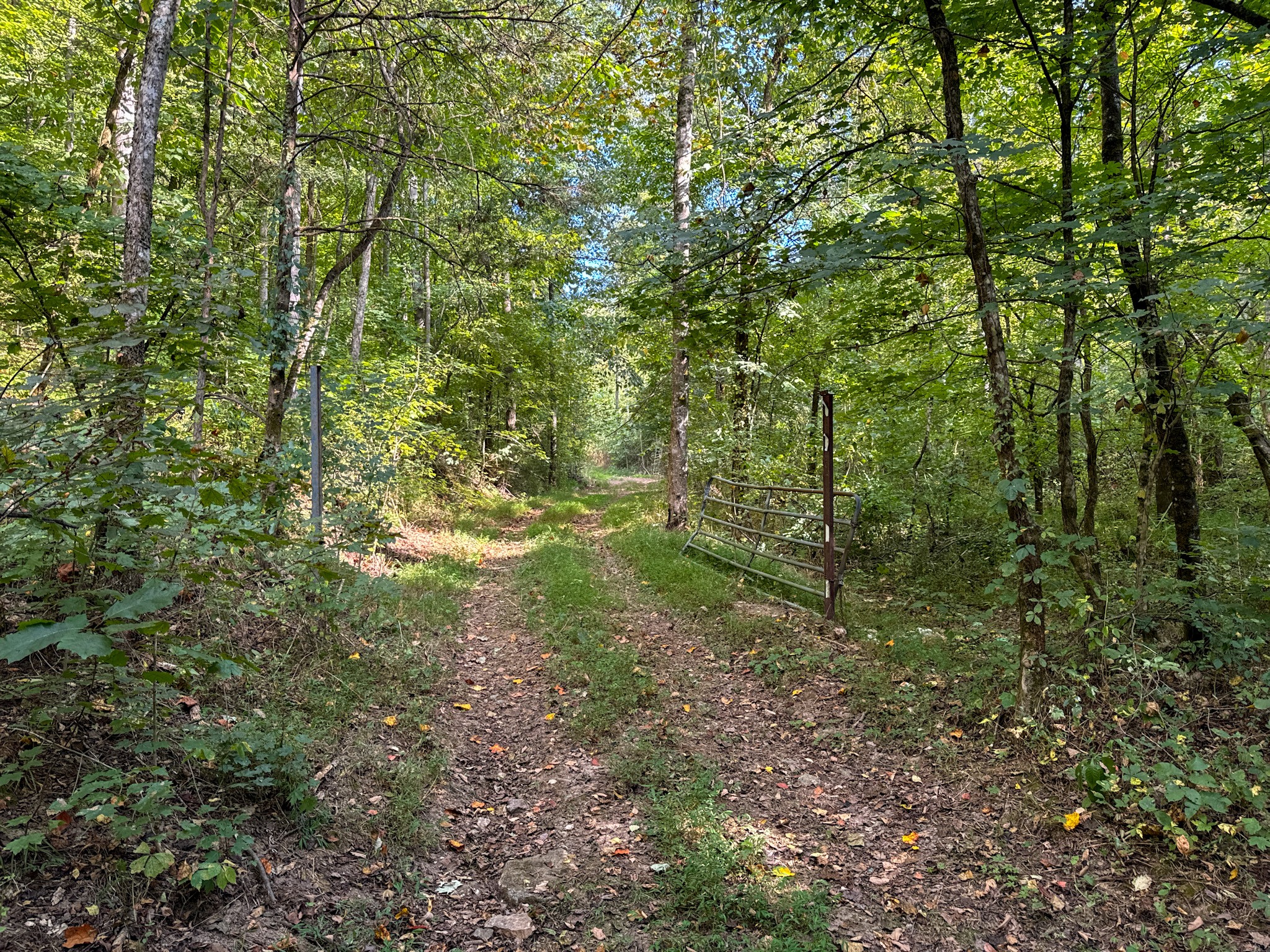 944 Shoal Bluff Road Minor Hill, TN 38473 - Photo 20 of 55 a view of a forest with lots of trees