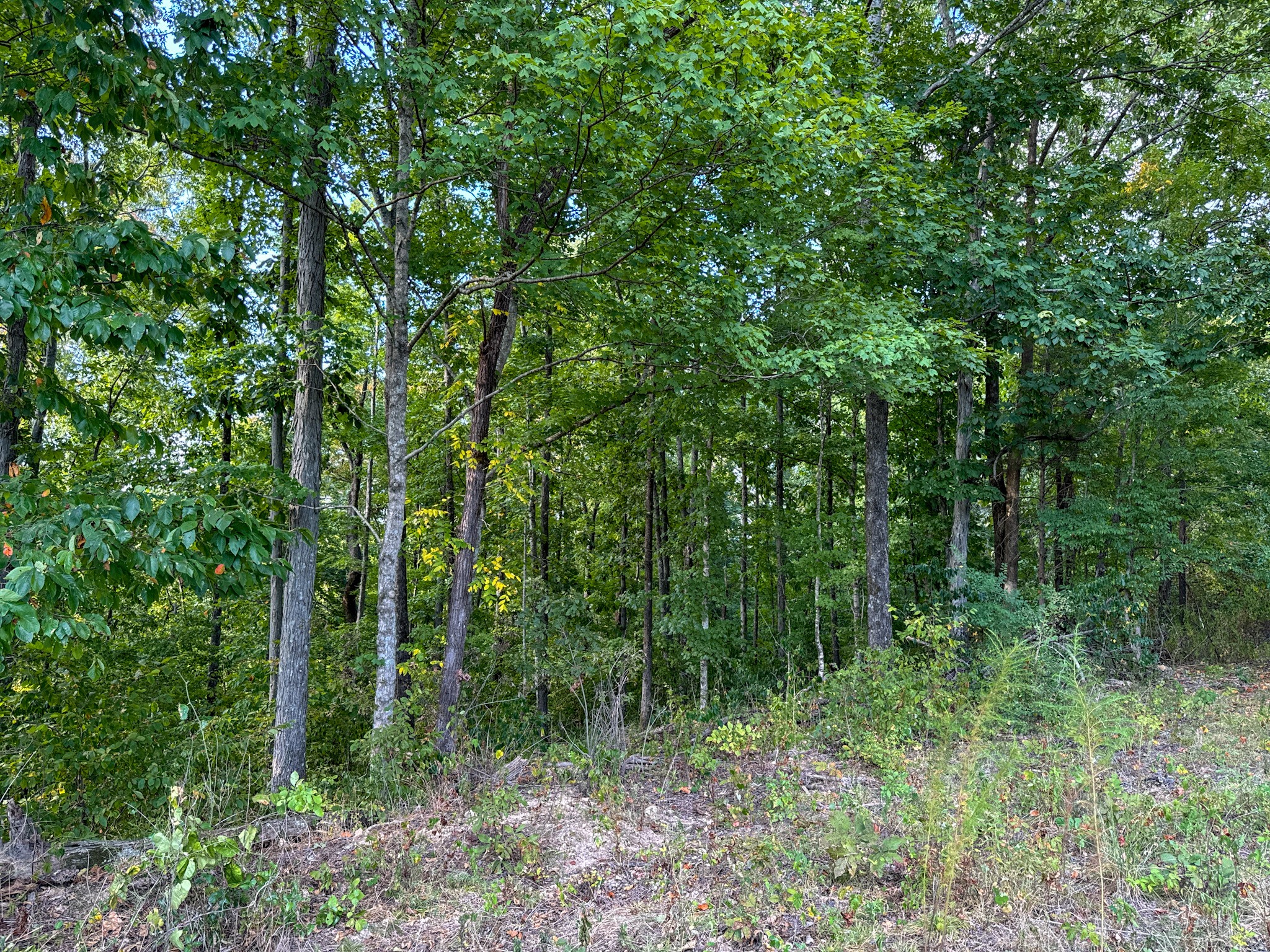 944 Shoal Bluff Road Minor Hill, TN 38473 - Photo 21 of 55 a view of a lush green forest