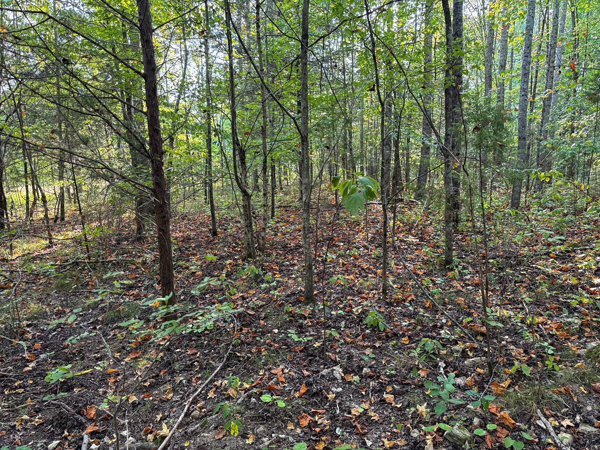 944 Shoal Bluff Road Minor Hill, TN 38473 - Photo 22 of 55 a view of a forest with trees in the background