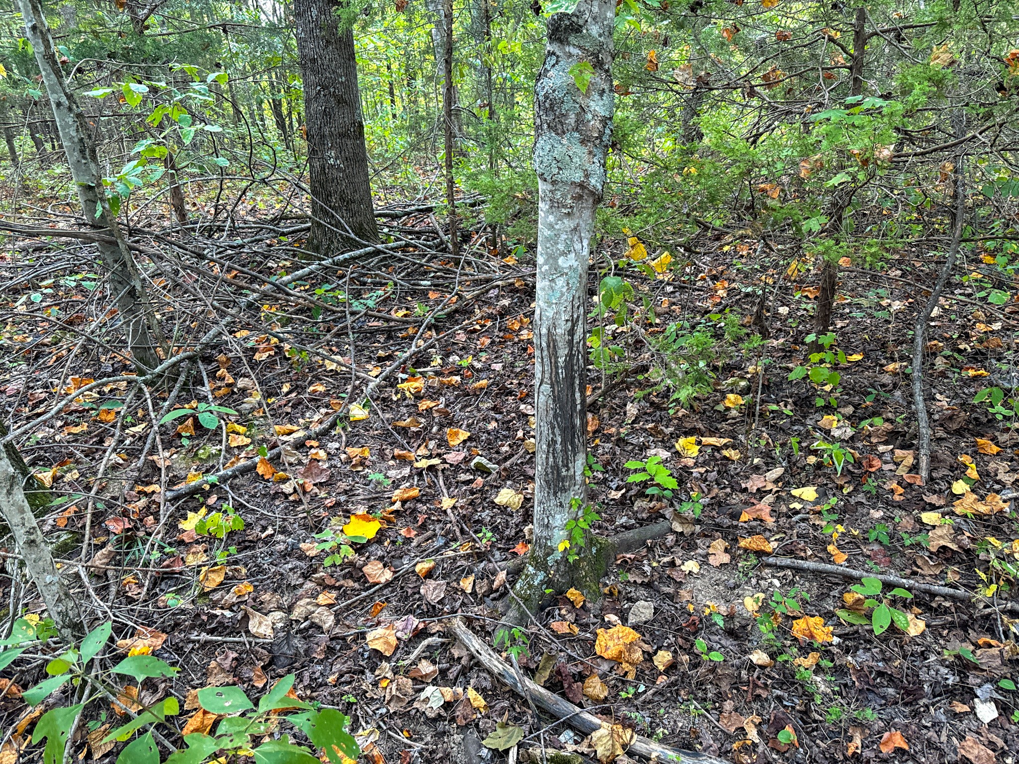 944 Shoal Bluff Road Minor Hill, TN 38473 - Photo 24 of 55 a backyard of a house with lots of green space