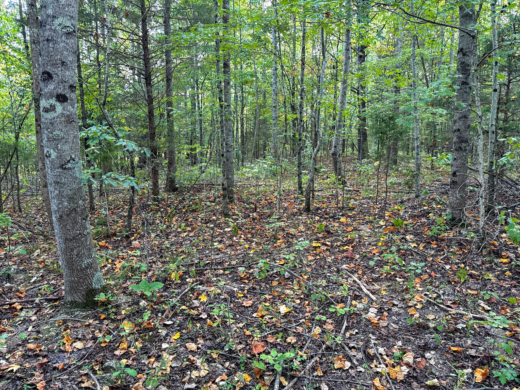944 Shoal Bluff Road Minor Hill, TN 38473 - Photo 25 of 55 a view of a forest that has large trees