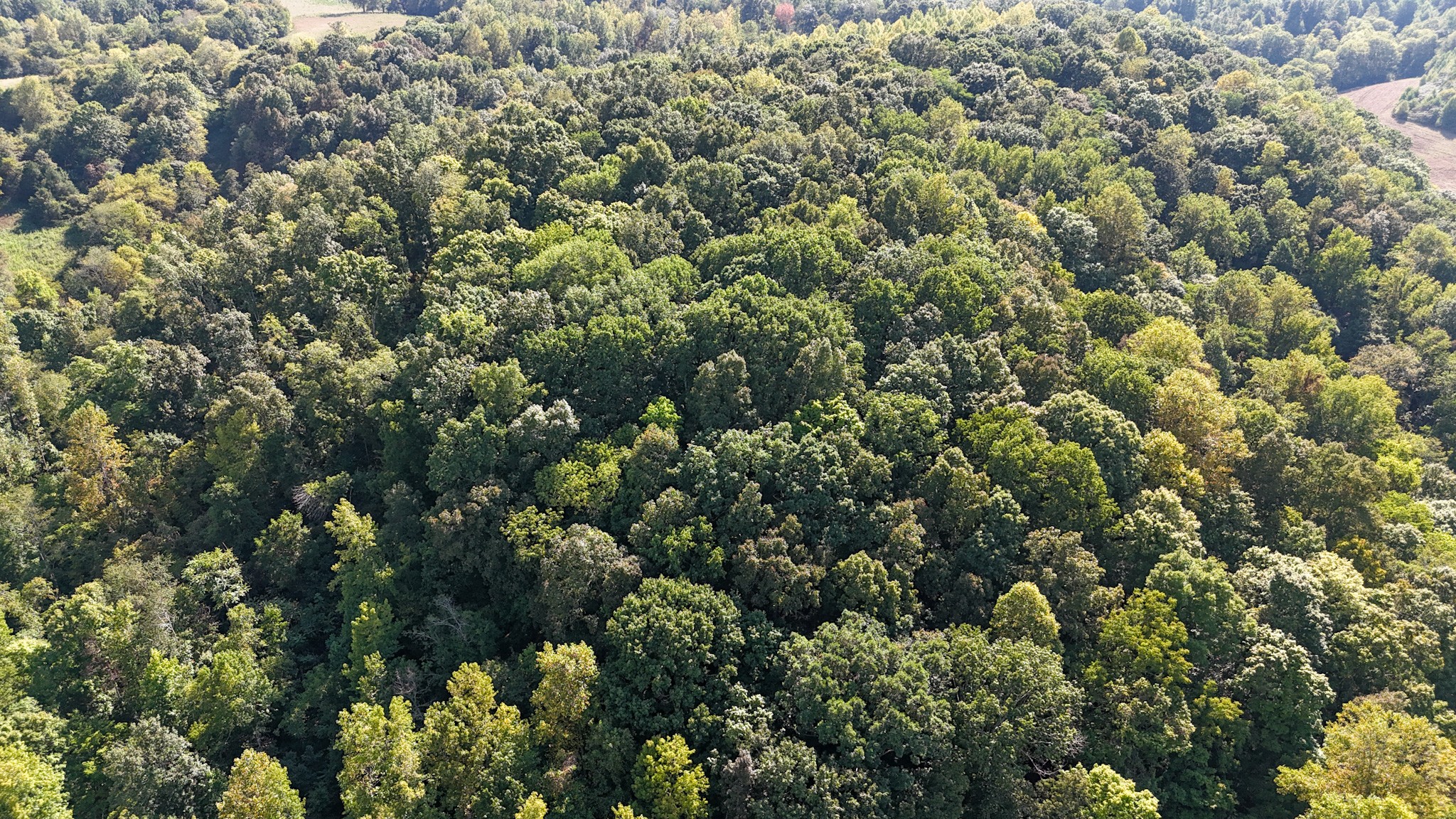 944 Shoal Bluff Road Minor Hill, TN 38473 - Photo 28 of 55