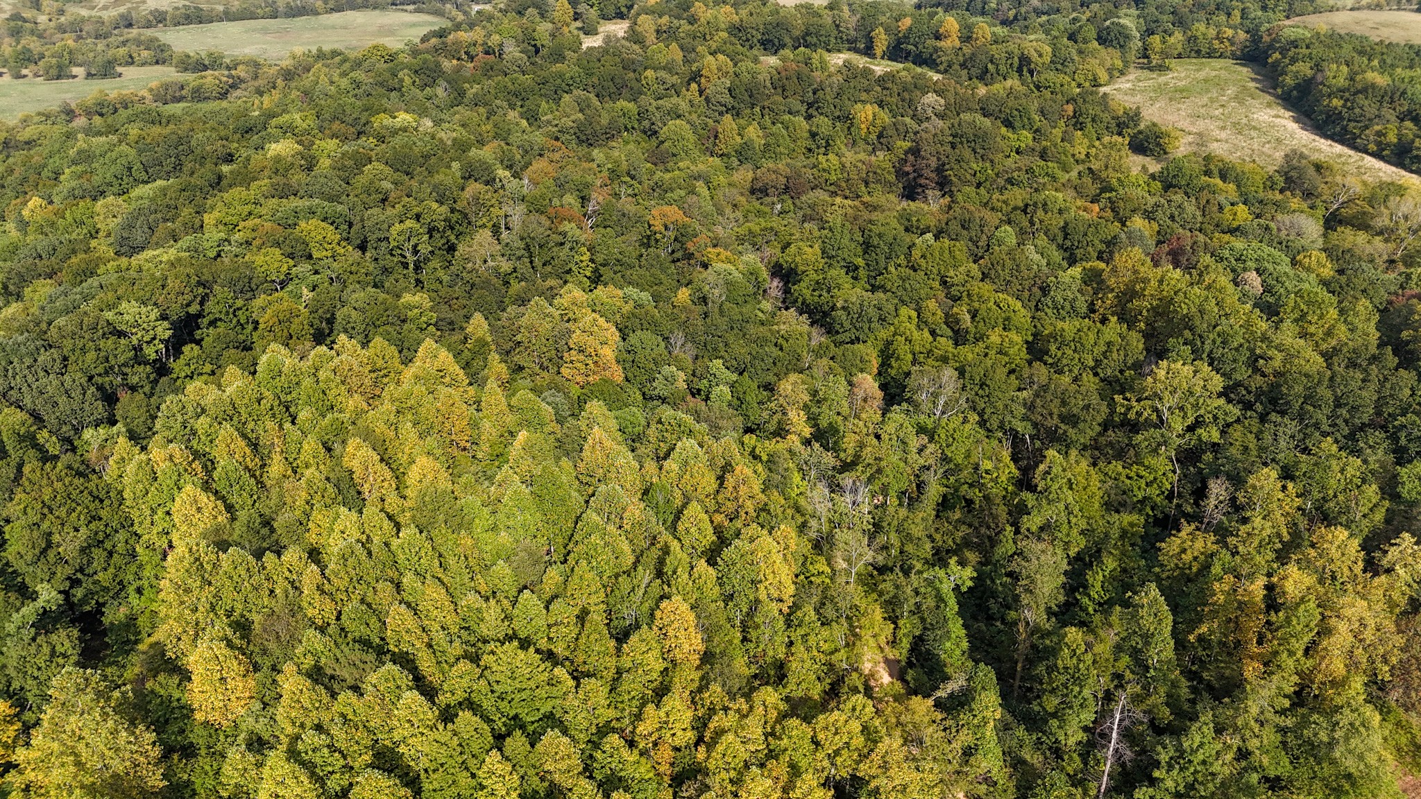 944 Shoal Bluff Road Minor Hill, TN 38473 - Photo 33 of 55 a view of a bunch of trees and bushes