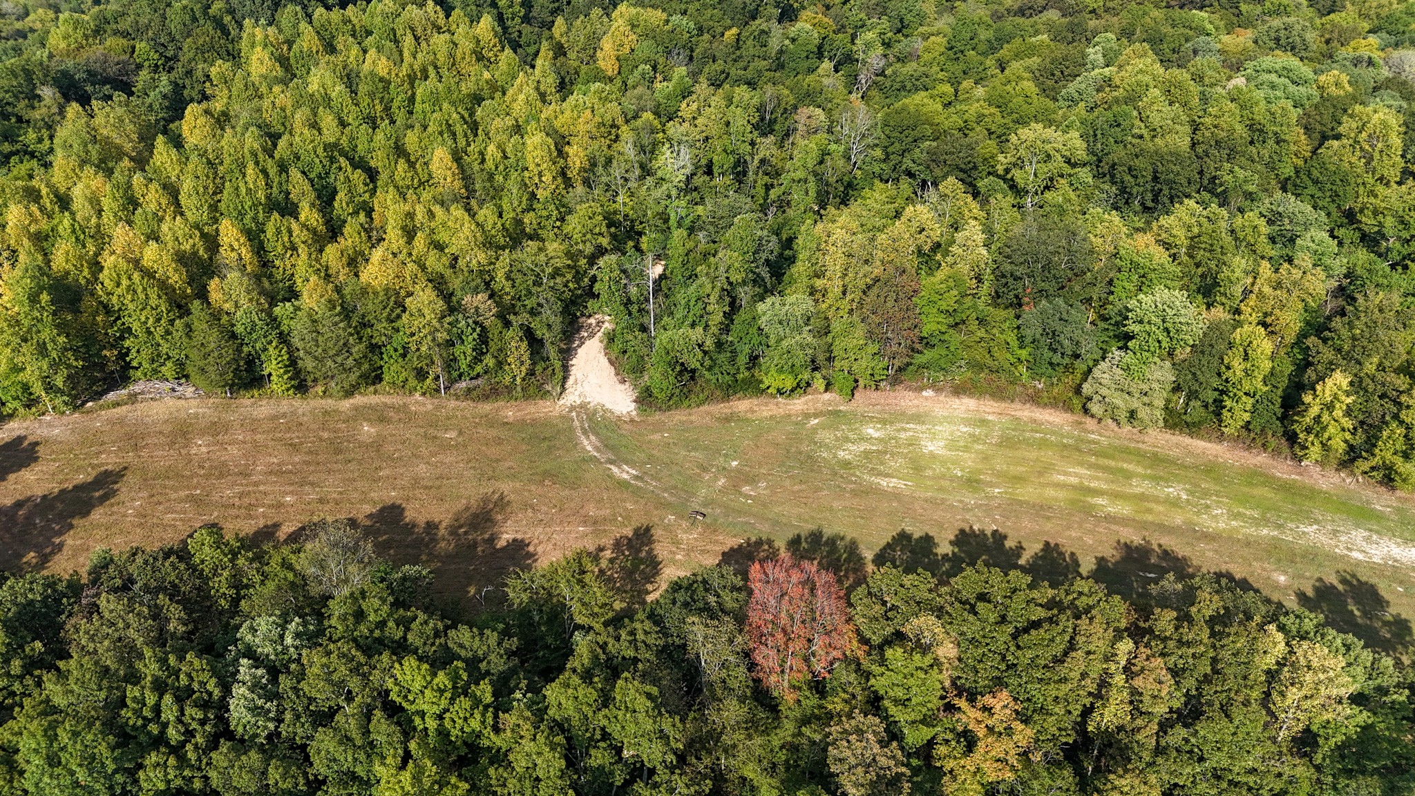 944 Shoal Bluff Road Minor Hill, TN 38473 - Photo 35 of 55 a view of a yard with a tree