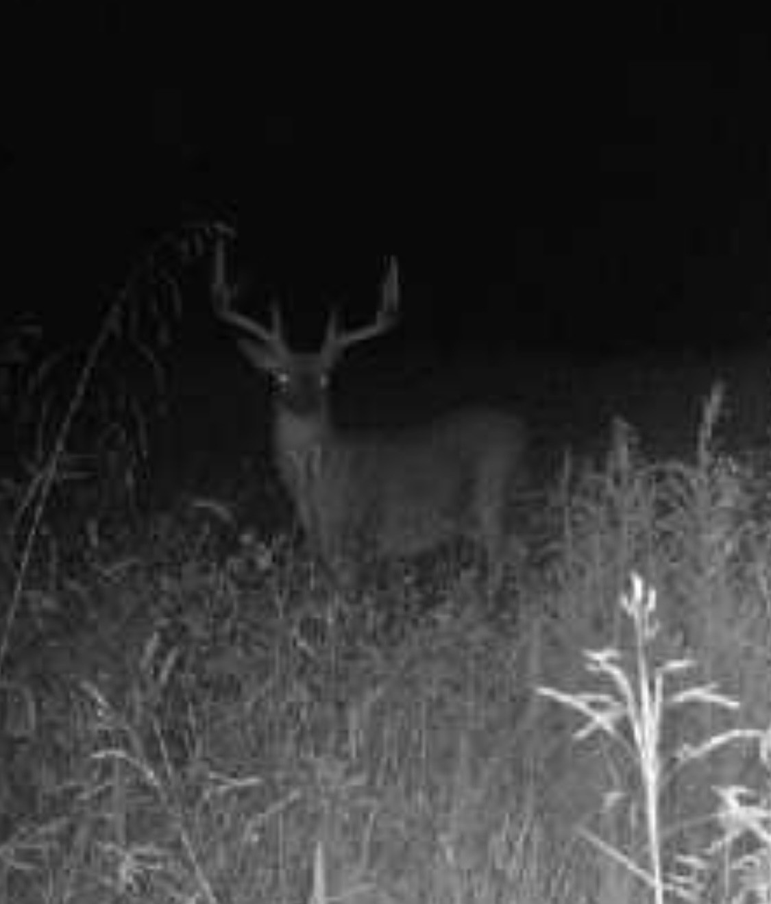 944 Shoal Bluff Road Minor Hill, TN 38473 - Photo 49 of 55 a view of basement
