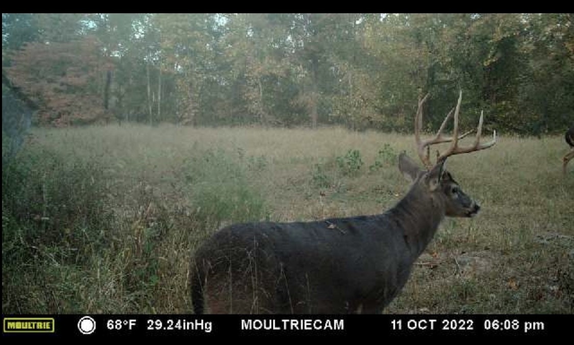 944 Shoal Bluff Road Minor Hill, TN 38473 - Photo 5 of 55 a view of a dry yard