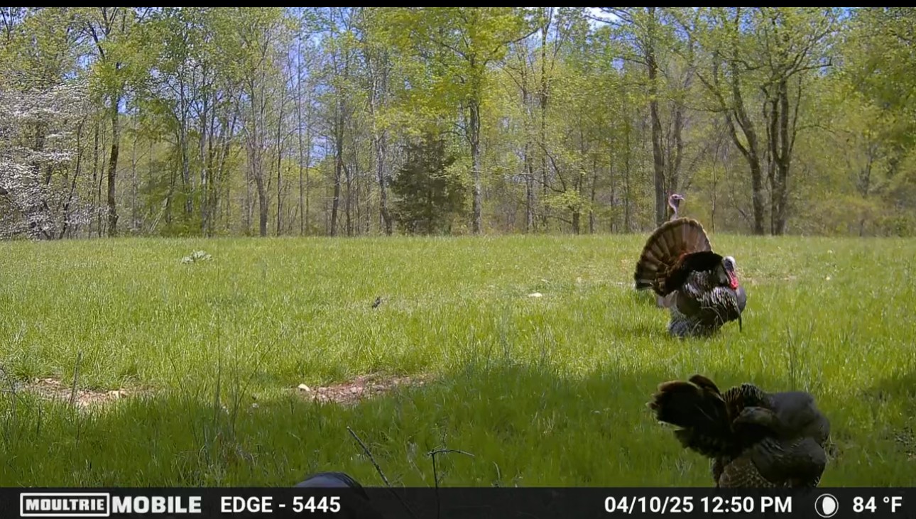 944 Shoal Bluff Road Minor Hill, TN 38473 - Photo 53 of 55 a view of a garden