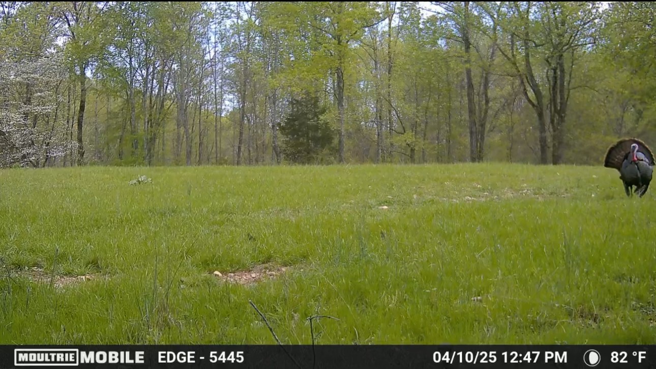 944 Shoal Bluff Road Minor Hill, TN 38473 - Photo 54 of 55 a view of a yard