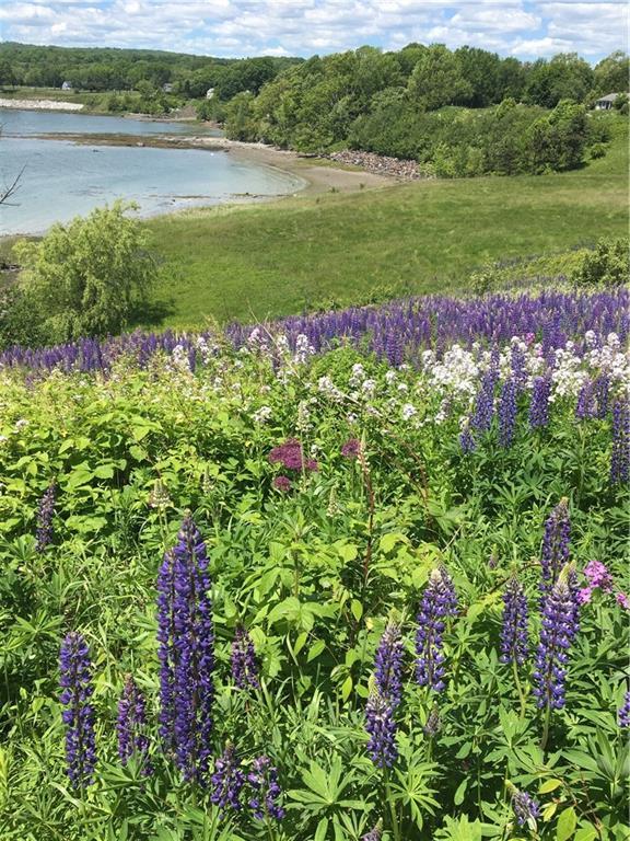 31 Samoset Road Rockland, ME 04841 - Photo 13 of 35 The hillside is aglow with lupines.