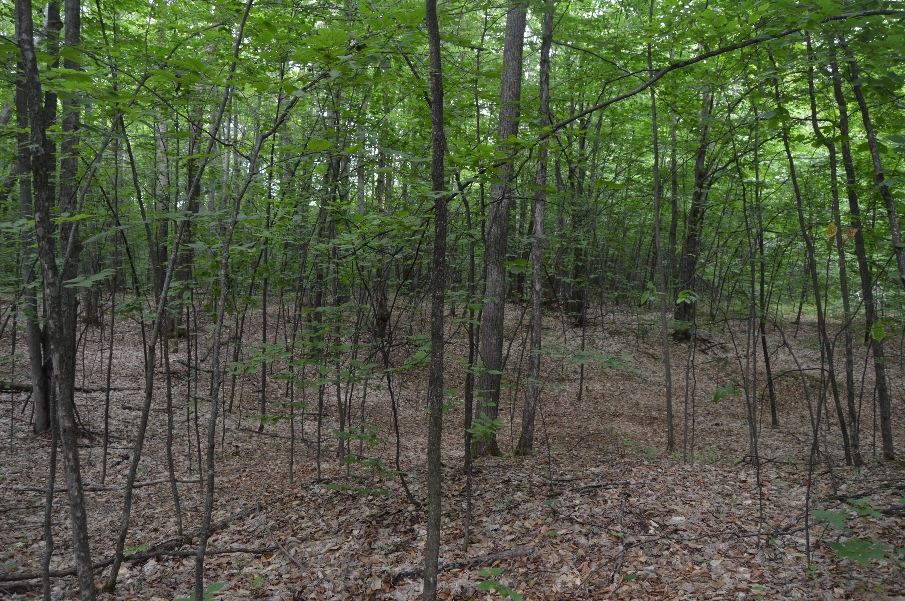 Xxx Adams Road Wolverine, MI 49799 - Photo 8 of 12 Gallery Image 8