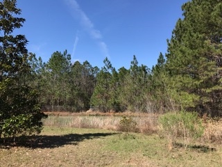 2478 Luke Rivers Road McIntosh, AL 36553 - Photo 20 of 22 Back Yard