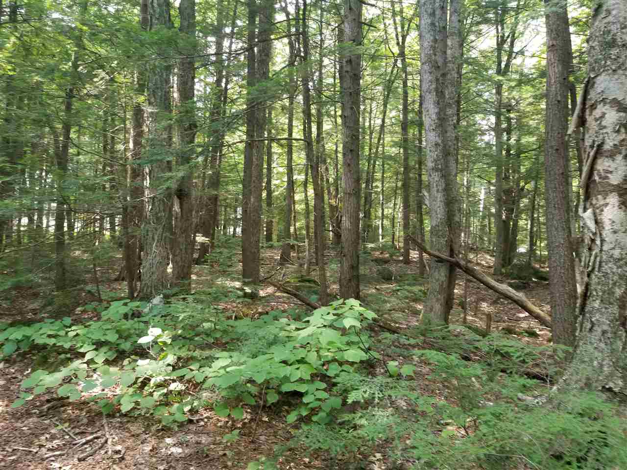 62 Forest Pond Road New Hampton, NH 03256 - Photo 4 of 12