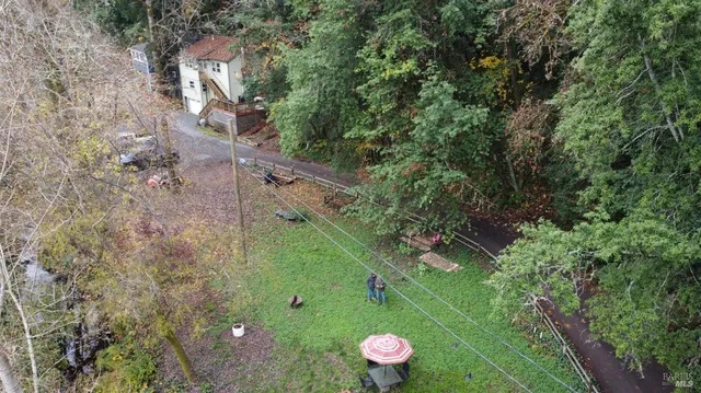 a lush green forest with lots of trees