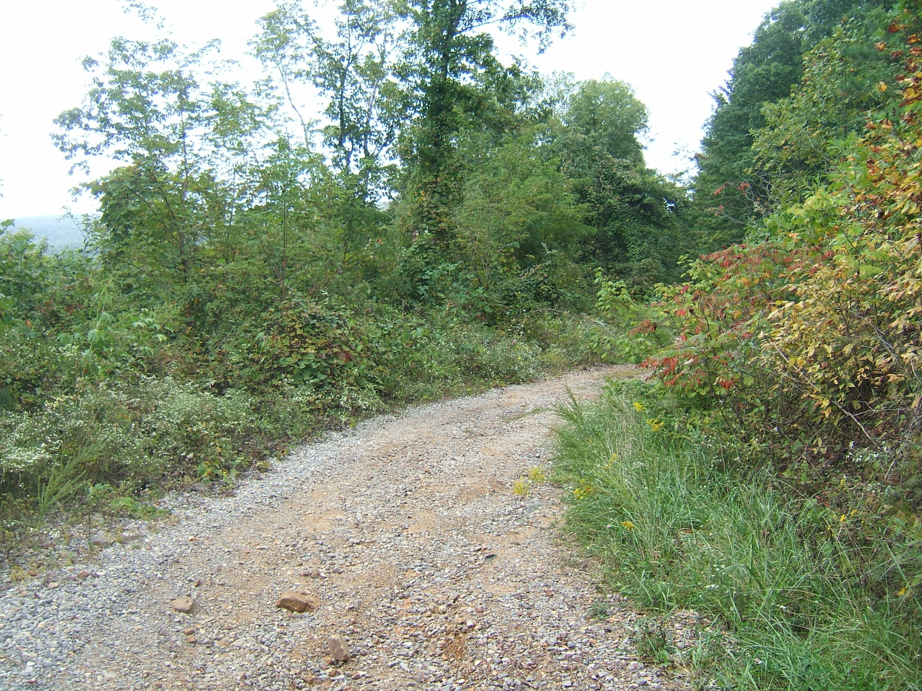 12 Sunshine Road Palmer, TN 37365 - Photo 3 of 9 Locust & Sunshine 9-28-2015 018